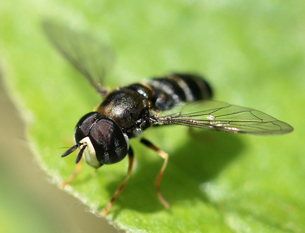 Paragus cf pecchiolii (majoranae) ♂ (Syrphidae)